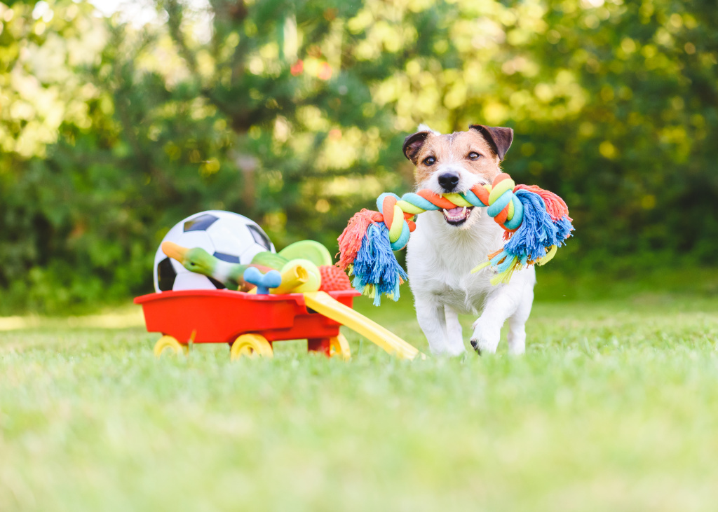 Trendy Accessories to Spruce Up Your Pet’s Fashion Wardrobe post thumbnail image